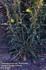 Oenothera elata hirsutissima