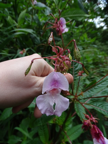 Foto de Balsamina