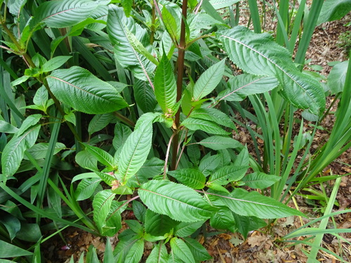 Foto de Balsamina