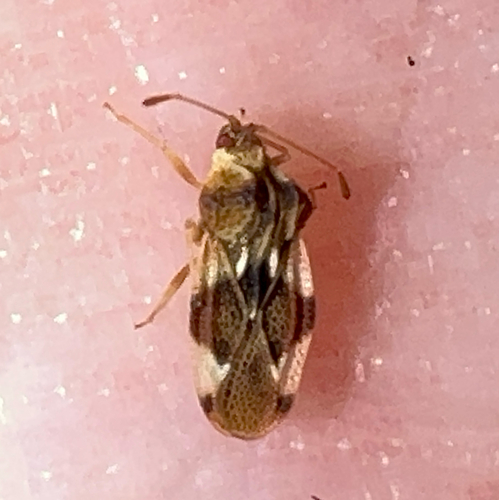 Cysteochila observed 2025-01-12