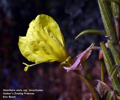 Oenothera elata hirsutissima