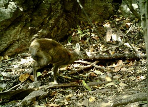 Chinese Forest Musk Deer