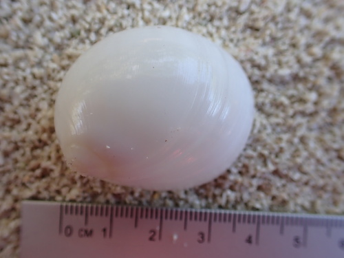 Polinices mammilla, 2025-01-11