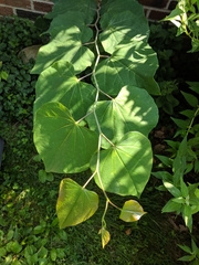 Eutrapela clemataria