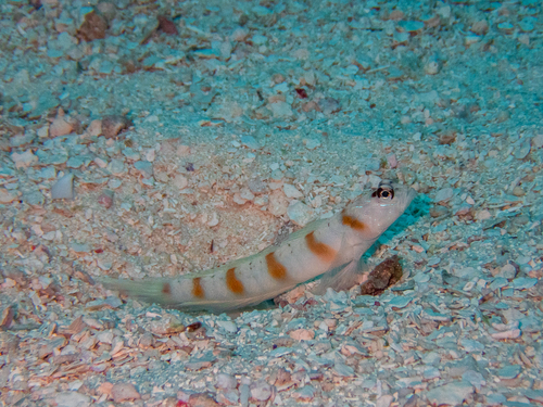 Redmargin Shrimpgoby (Amblyeleotris rubrimarginata)