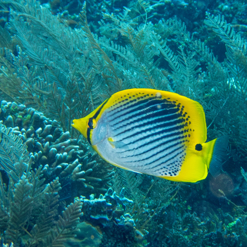 Spot-tail Butterflyfish (Chaetodon ocellicaudus)