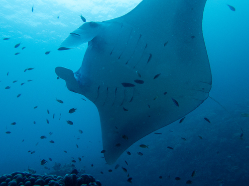 Reef Manta Ray — seen at this dive site
