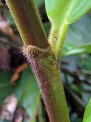 Costus allenii