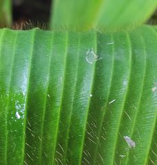 Costus allenii