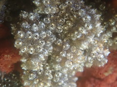 Botryllus schlosseri