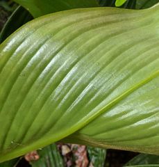 Costus allenii