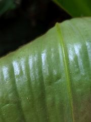 Costus allenii