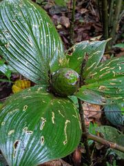 Costus allenii