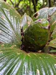 Costus allenii