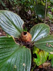 Costus allenii