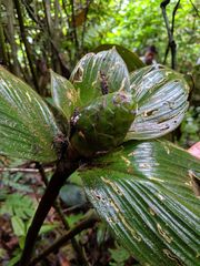 Costus allenii