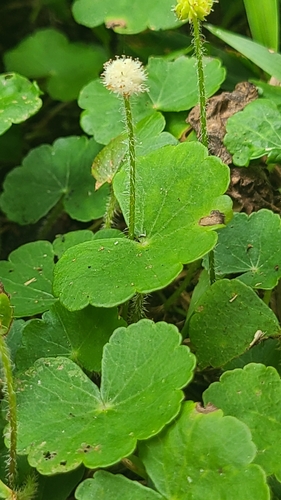 Foto de Acariçoba