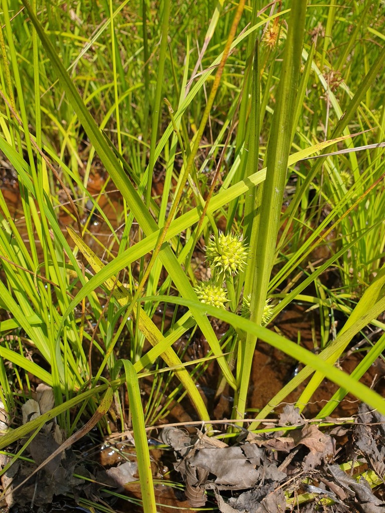 Bc Reeds bur-reeds from Haliburton County, ON, Canada on August 21, 2024 at 12: ...