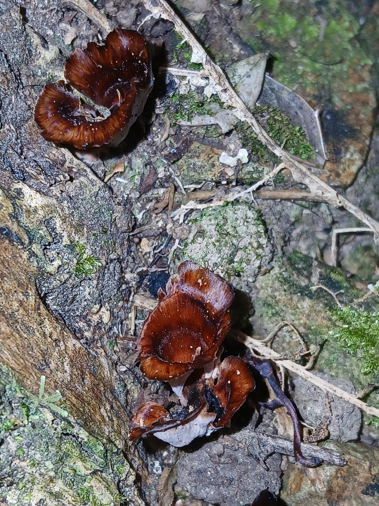 Podoscypha petalodes · January 2025 · photo: © naturewatchwidow (iNaturalist, cc-by)
