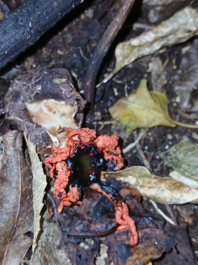 Aseroe rubra · January 2025 · photo: © naturewatchwidow (iNaturalist, cc-by)