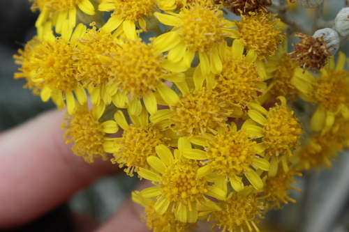 Jacobaea maritima