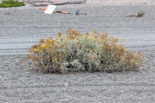 Jacobaea maritima