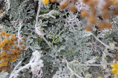 Jacobaea maritima