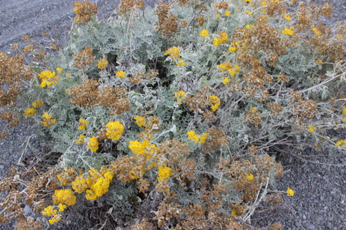 Jacobaea maritima