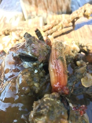 Styela montereyensis