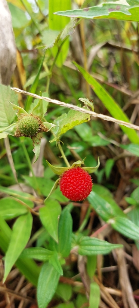 Mauritius raspberry (Rubus rosifolius)