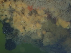 Halichondria bowerbanki