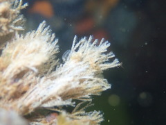 Crisularia turrita