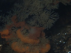 Bugulina stolonifera