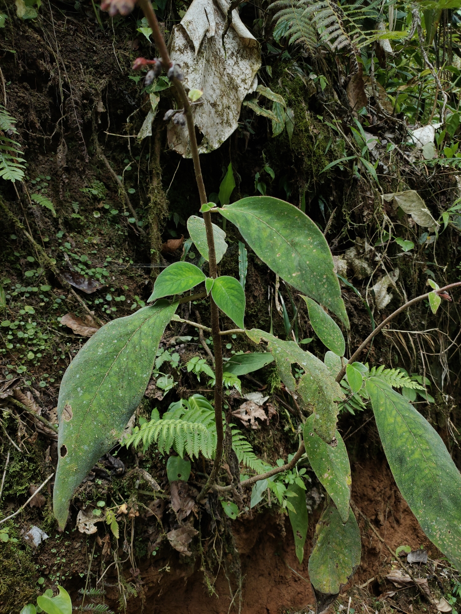 Imagem de Canela-de-ema