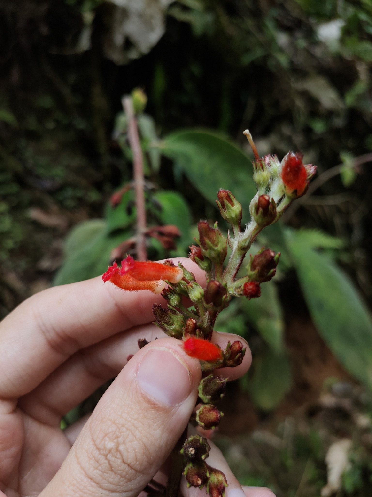 Imagem de Canela-de-ema