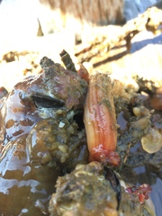 Styela montereyensis