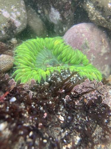 Photo of Solitary California anemone (Anthopleura sola)
