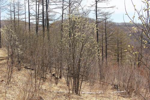 Paprastoji blindė nuotrauka