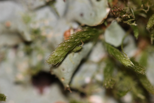 Lepyrodon australis observed 2025-01-04