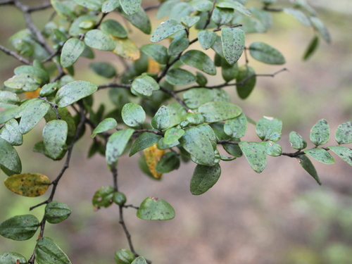 Mountain beech (Nothofagus cliffortioides)