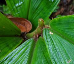 Costus allenii
