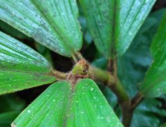 Costus allenii