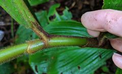 Costus allenii