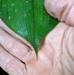 Costus allenii