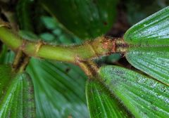 Costus allenii
