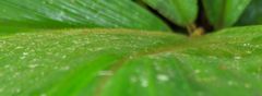 Costus allenii