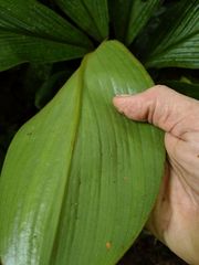 Costus allenii