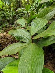 Costus allenii