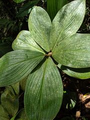 Costus allenii
