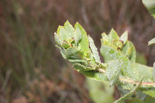Santa Cruz Manzanita foliage